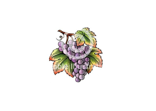 grapes color 2